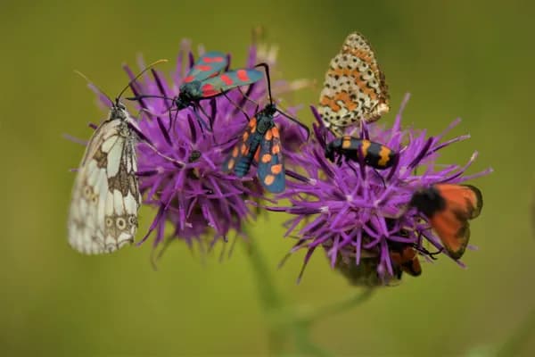 Faune et flore cohabitent bien.