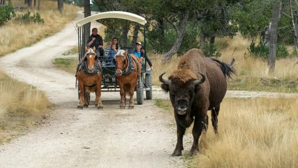 Réserve des Bisons d'Europe