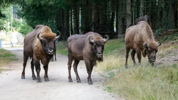 Réserve des Bisons d'Europe