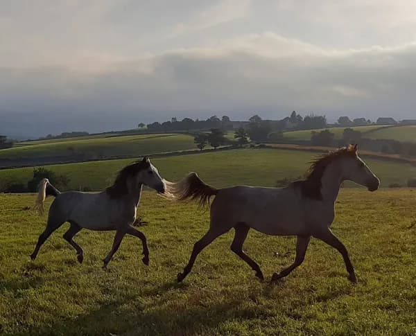 Ségala Lévézou Equitation