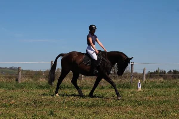 Ségala Lévézou Equitation