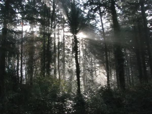La forêt de Roupeyrac