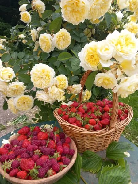 De petites gourmandises!