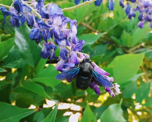 Meublé Fleur de Tilleul