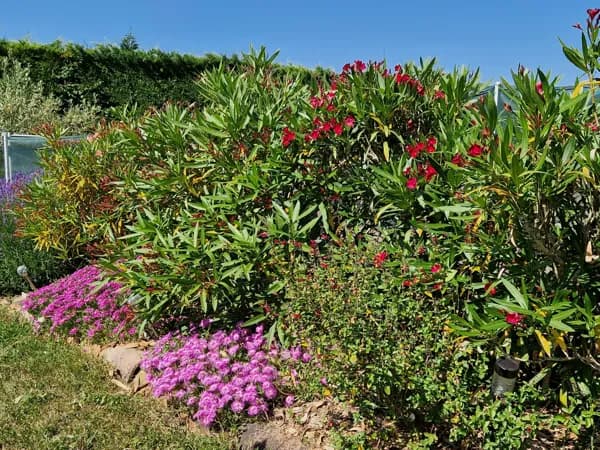 jardin fleuri