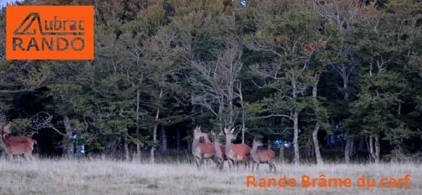 Aubrac Rando