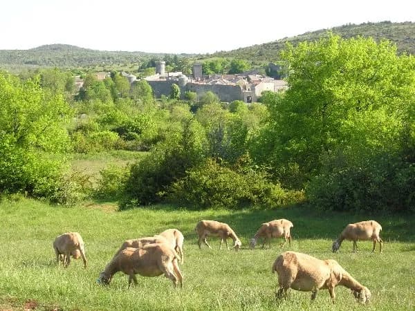 GAEC des Traversiers, fromages fermiers de brebis (La Couvertoirade)