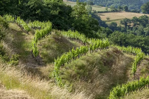 Domaine de Méjanassère (Vins d'Entraygues - Le Fel)