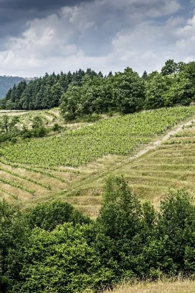 Domaine de Méjanassère (Vins d'Entraygues - Le Fel)