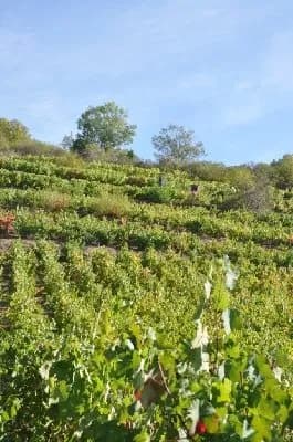 Domaine Durand - Rangs de vignes