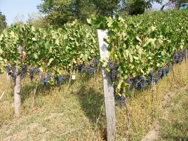 Mine de vin