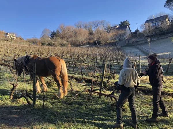 Domaine des Buis