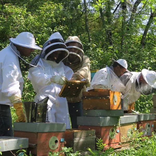 Stage découverte apiculture - Pratique des visites de ruches
