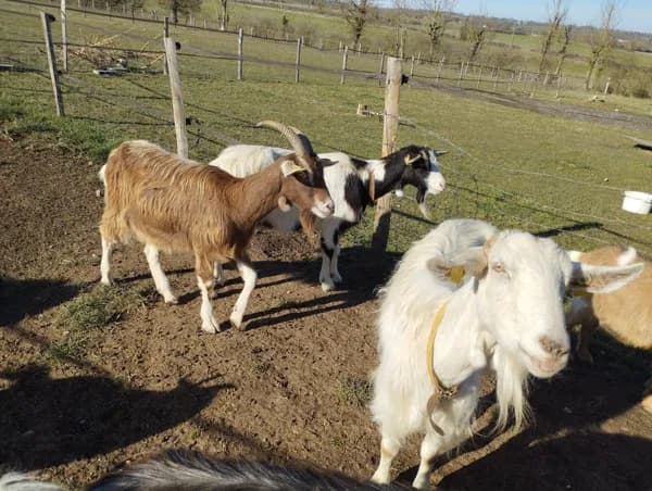 La petite ferme natur'ailes