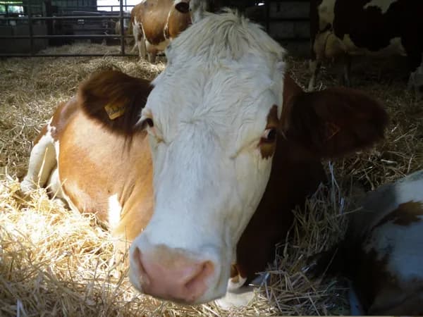 Ferme de Gazenas Flavin