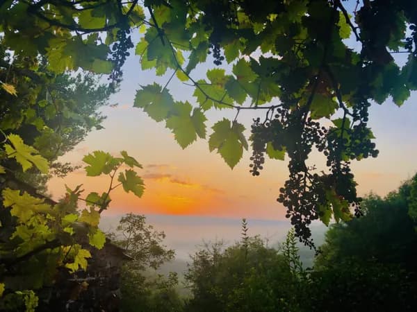 Le raisin : entre terre et ciel - Gîte La Fontanelle