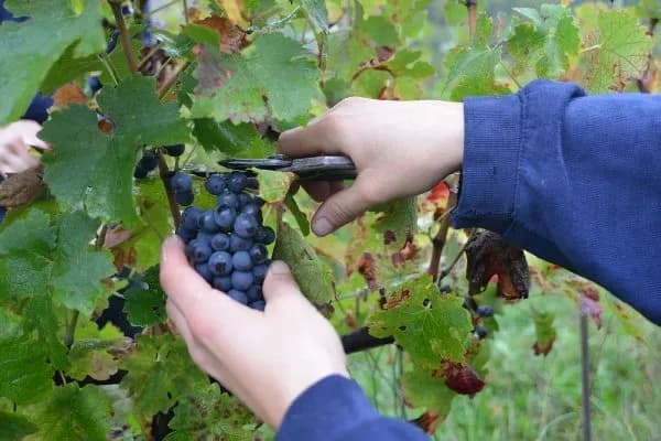 Domaine de Bertau