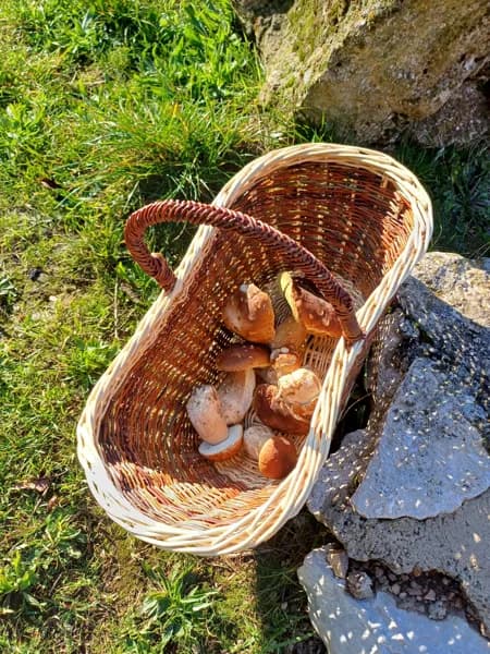 Panier à champignons
panier à provisions