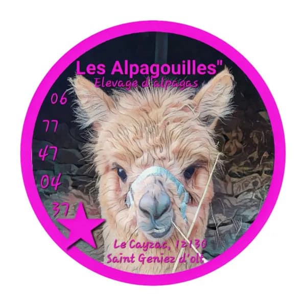 Balade avec les alpagas