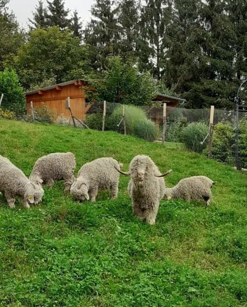 La ferme de Puech Février (Groupe)