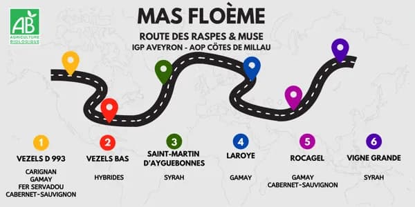 La route des vins du Mas Floème, du sol à la bouteille