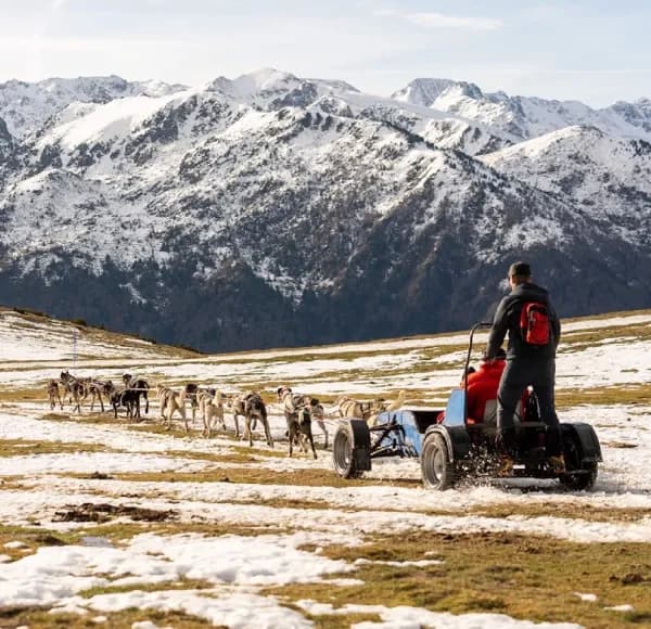 Nordic team - musher