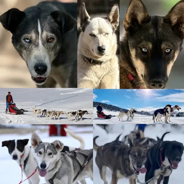 Nordic team - cani-marche