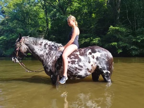 Rando équestre baignade avec la Ferme des Grandes Oreilles