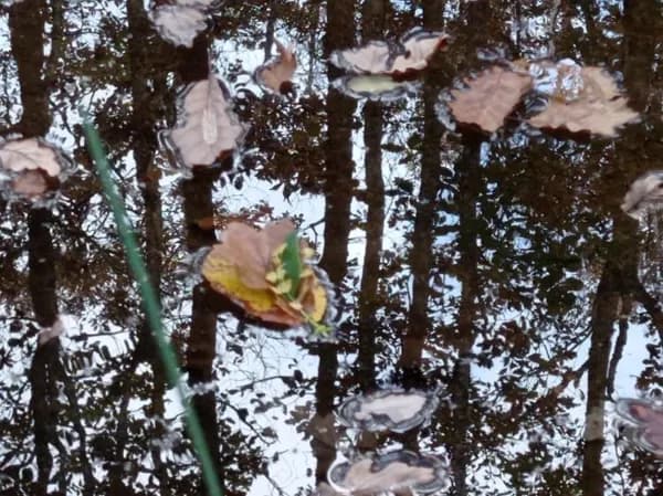 Besoin de Nature (Groupes)