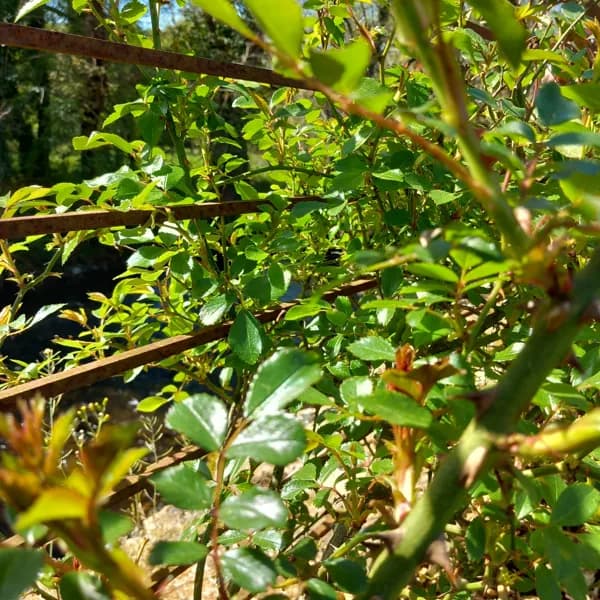 La fraîcheur des rosiers
