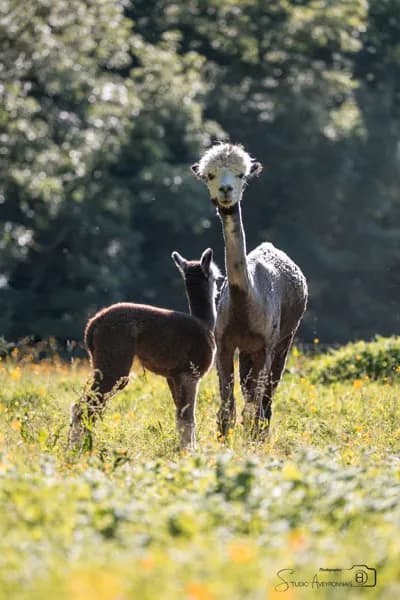 La Ferme des Andes - les animaux de la ferme