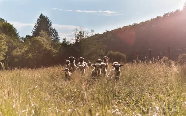 La Ferme des Andes - les animaux de la ferme