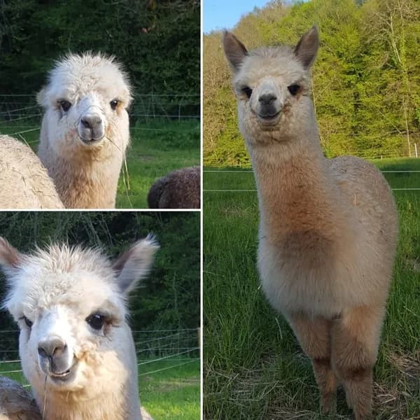 La animaux de La Ferme des Andes.