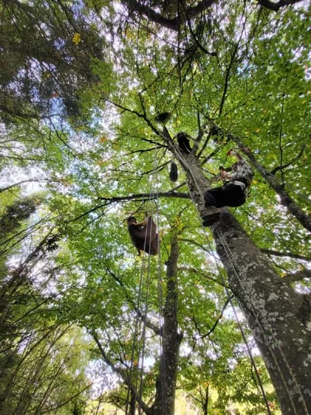 A la croisée des Arbres : Grimpe d'arbres