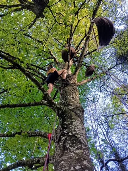 A la croisée des Arbres : Grimpe d'arbres (groupes)