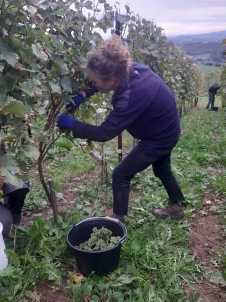 Domaine de Moncles - en pleines vendanges ! ✂️🍇 Octobre 2024