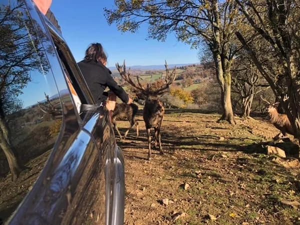 Visite en 4x4 du Parc animalier Le Saint Hubert