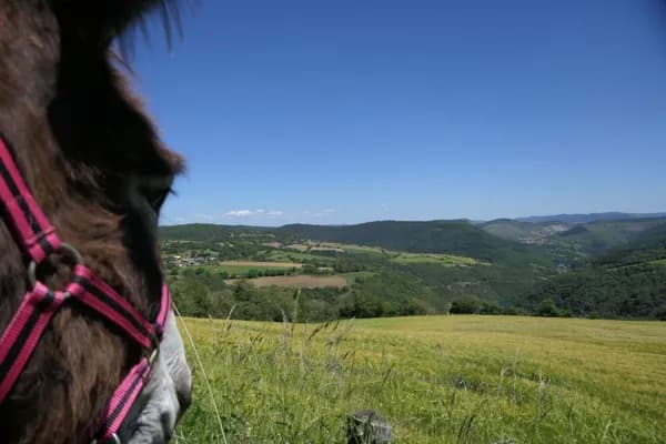 La vallée du Tarn depuis Le Grès en (bonne) compagnie de l'ânesse Aster