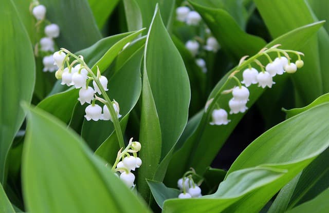 alicja-lilies-of-the-valley-3365266_640.jpg