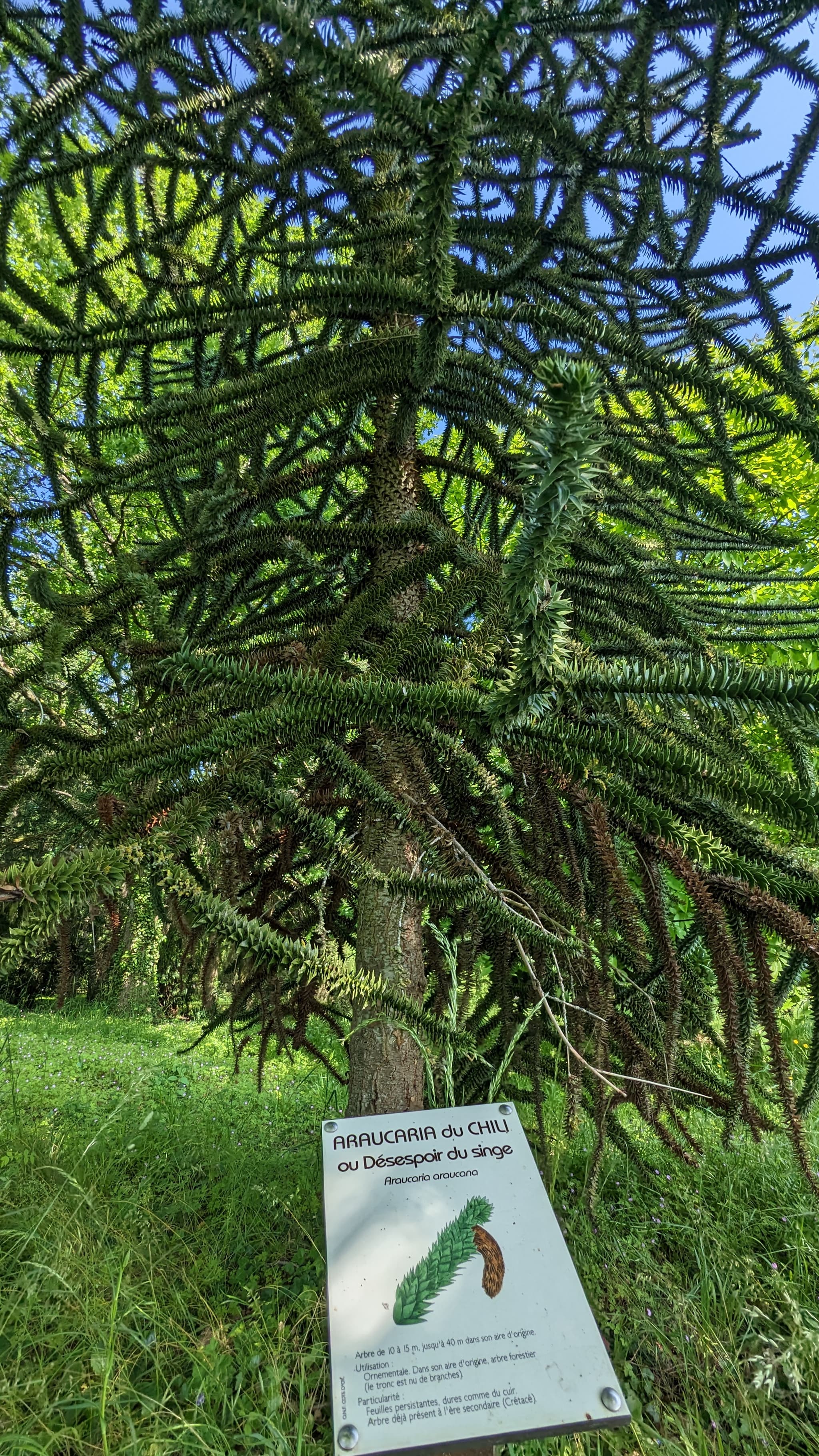 Arboretum Brienne 2023 ©A. LOISON (18).jpg
