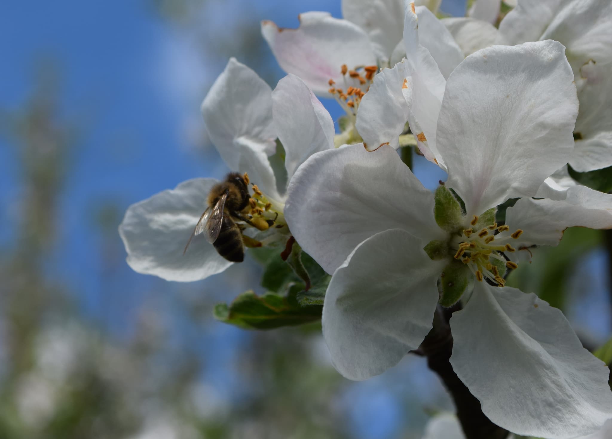 abeille.JPG