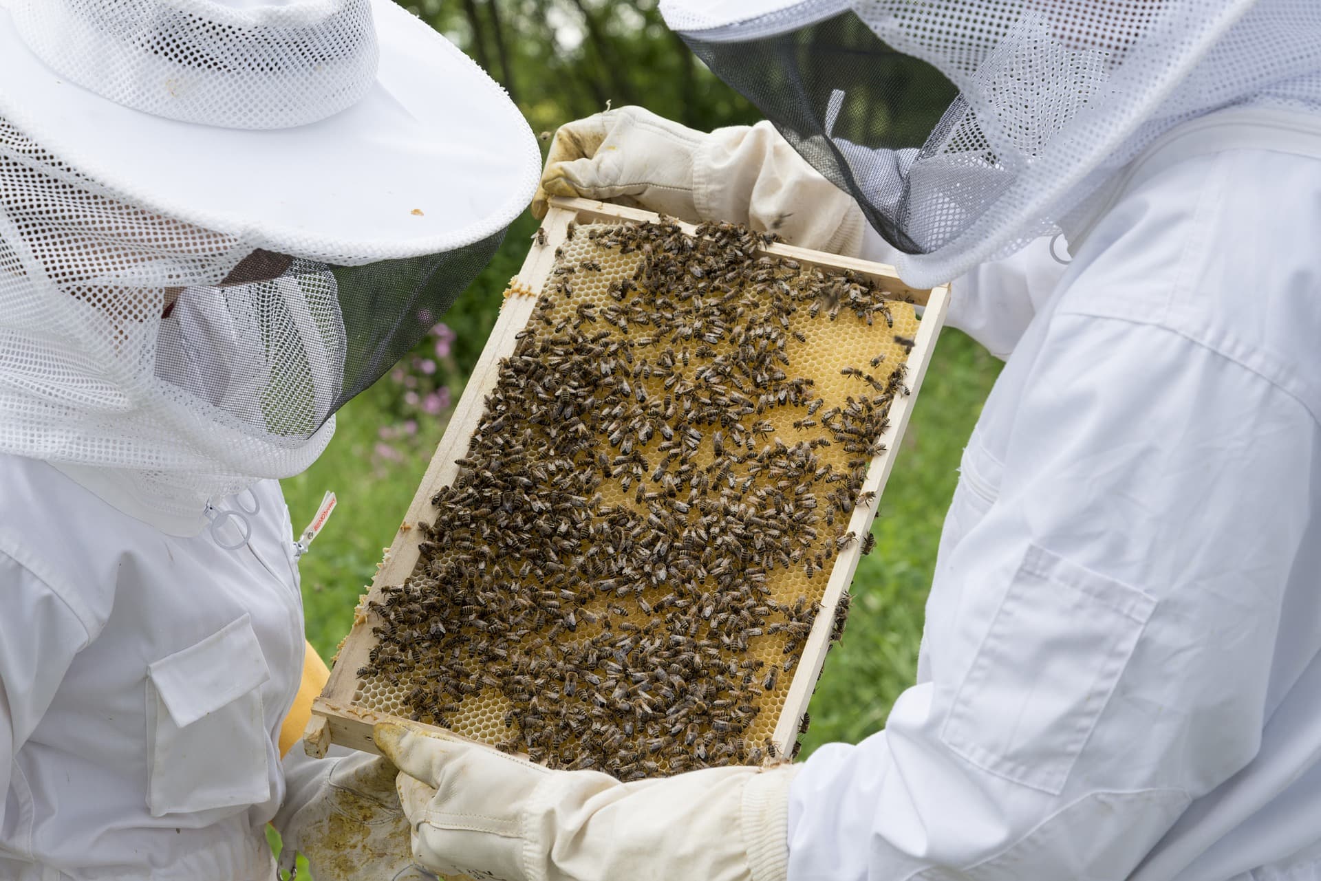 beekeeper-2650664_1920 (1).jpg