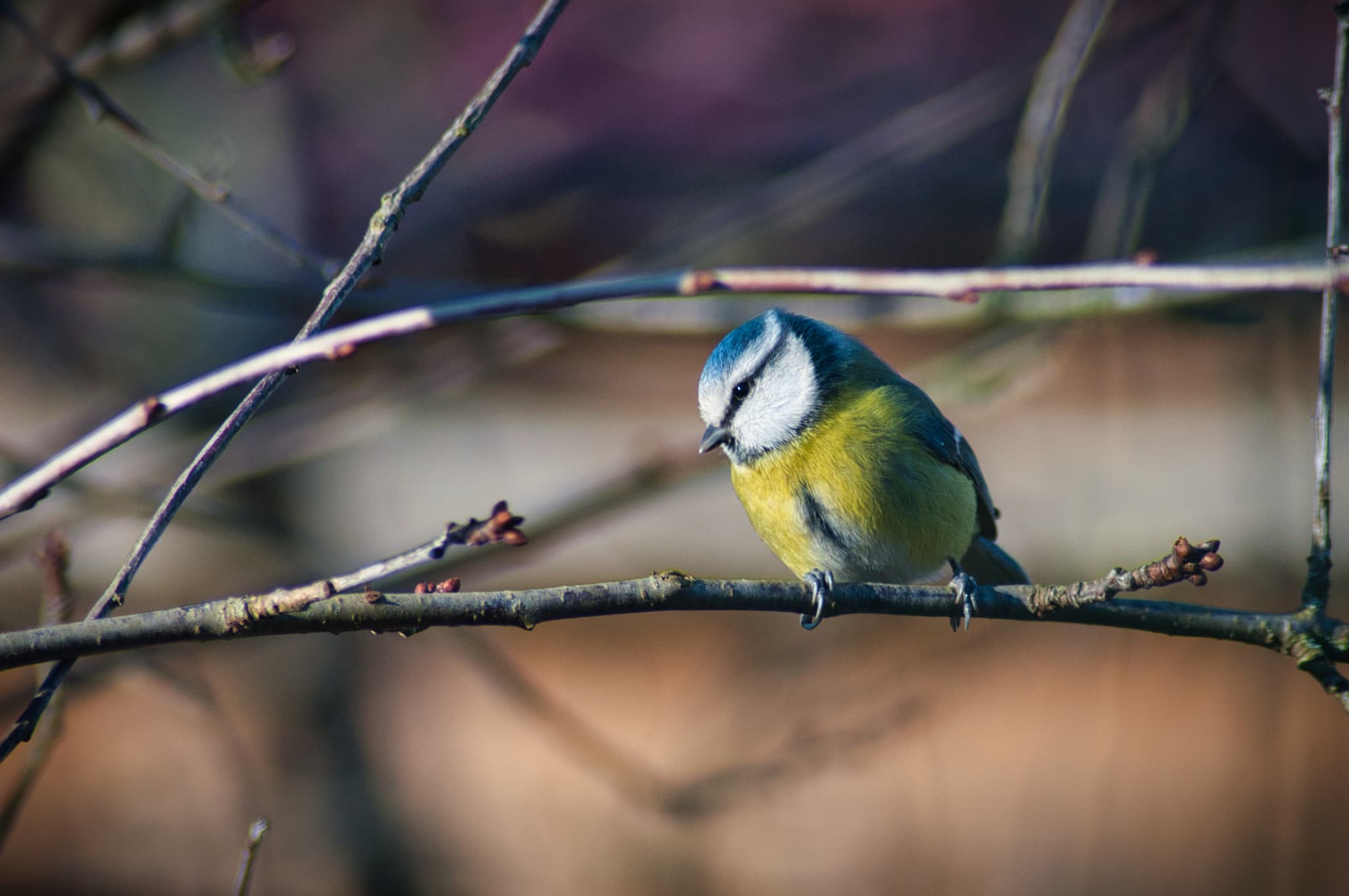 Mésange bleue_crédit PnrFO T.Jean-François.jpg