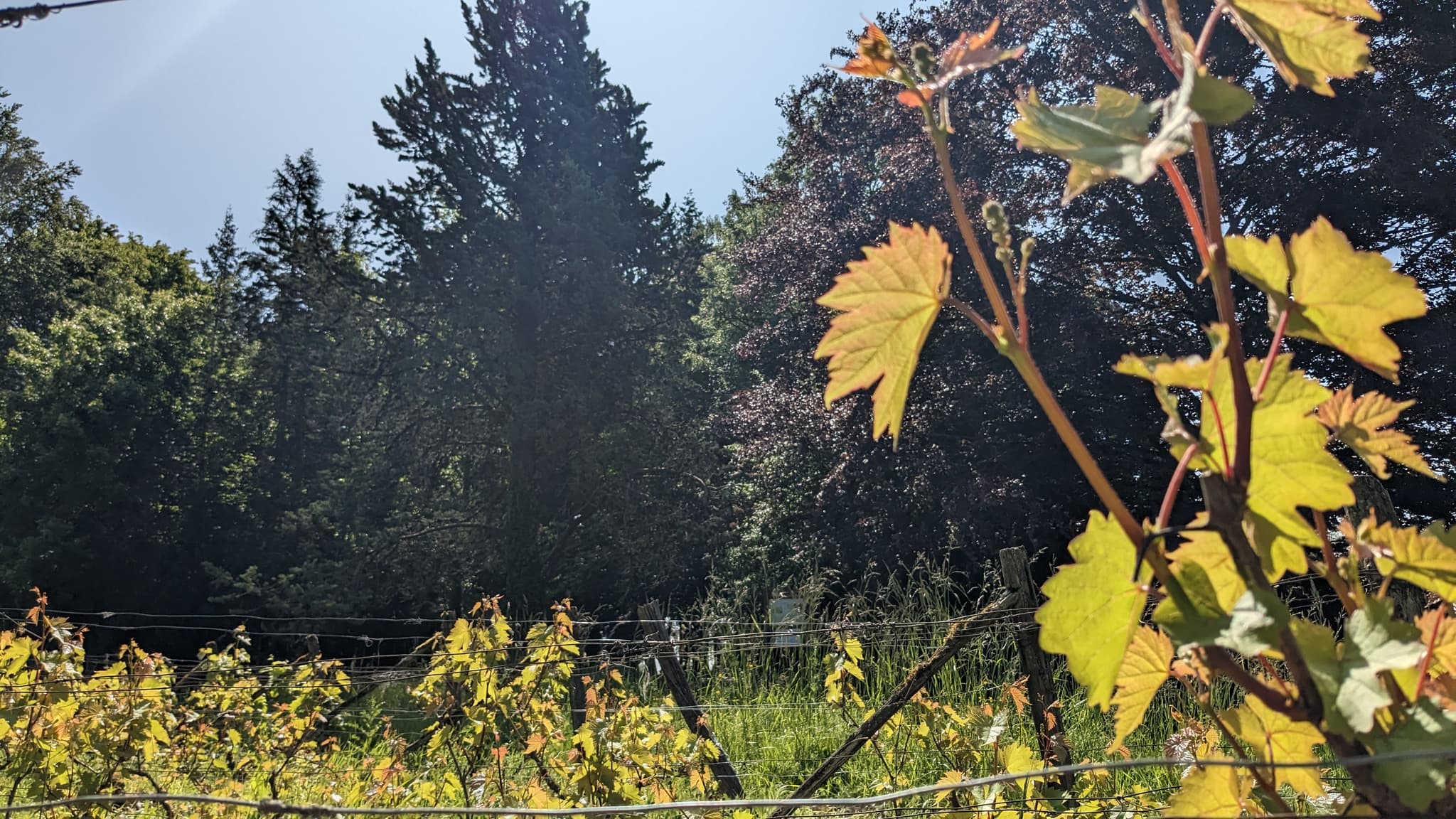 Arboretum Brienne 2023 ©A. LOISON (77).jpg
