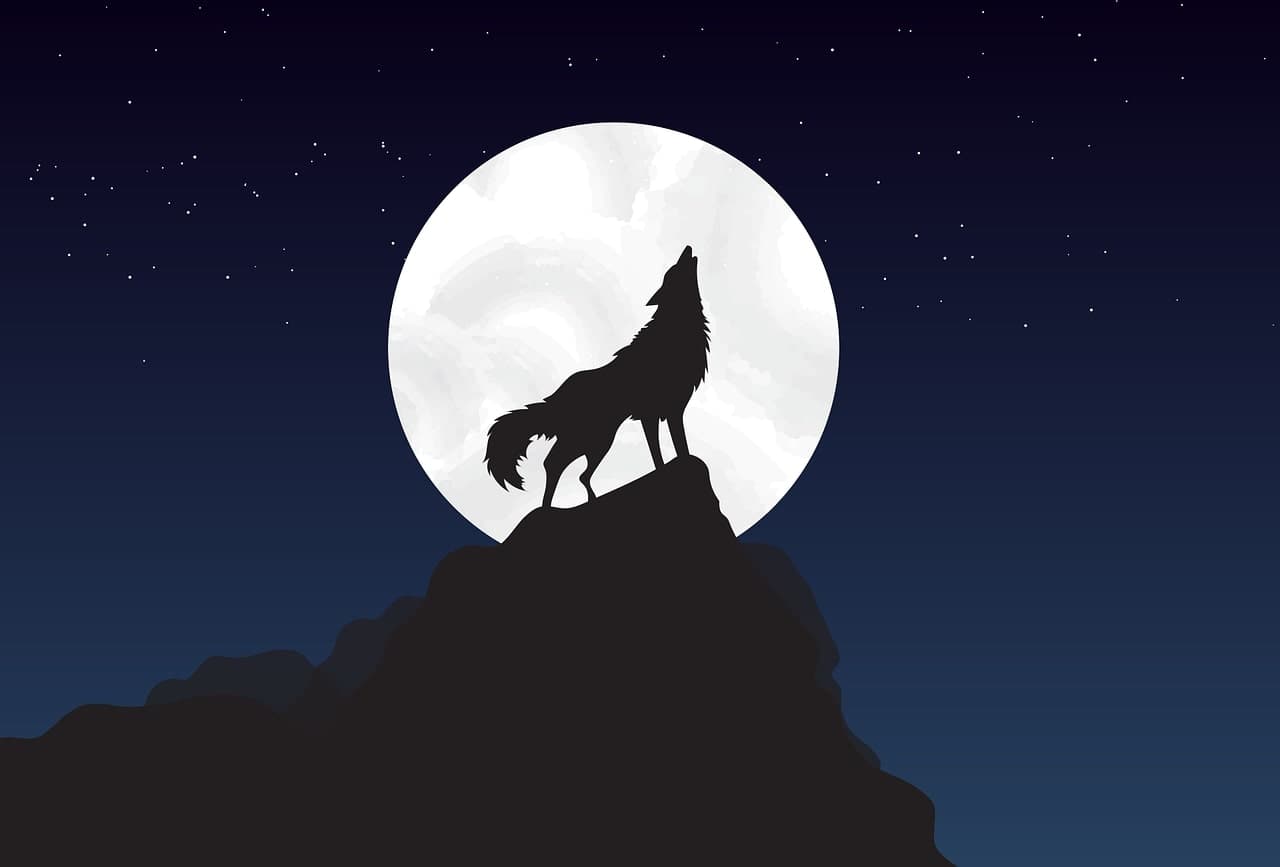 loup.jpg