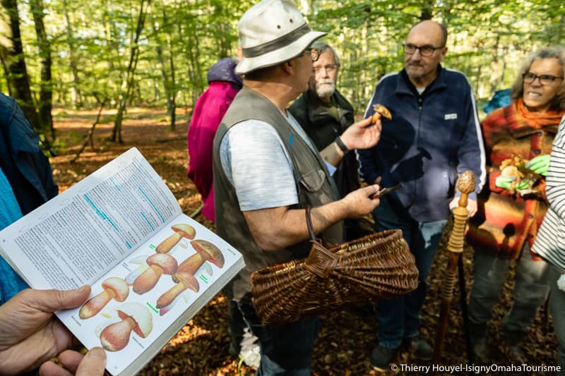 sortie champignons Forêt de Cerisy