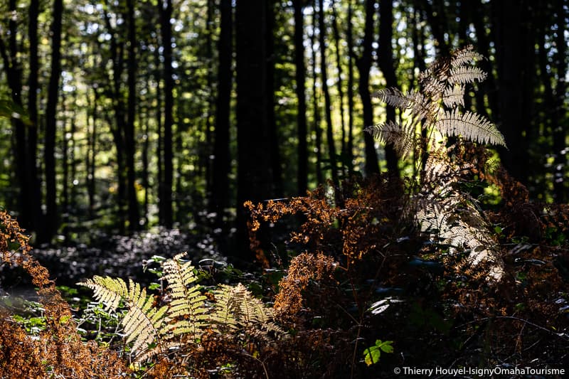 ©Thierry Houyel-anim foret-31