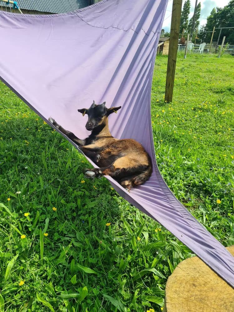 Les animaux de la ferme