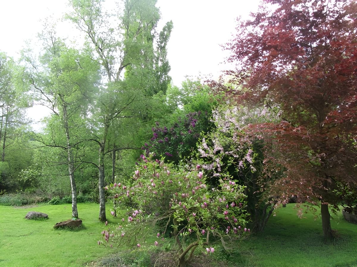 Les Magnolias