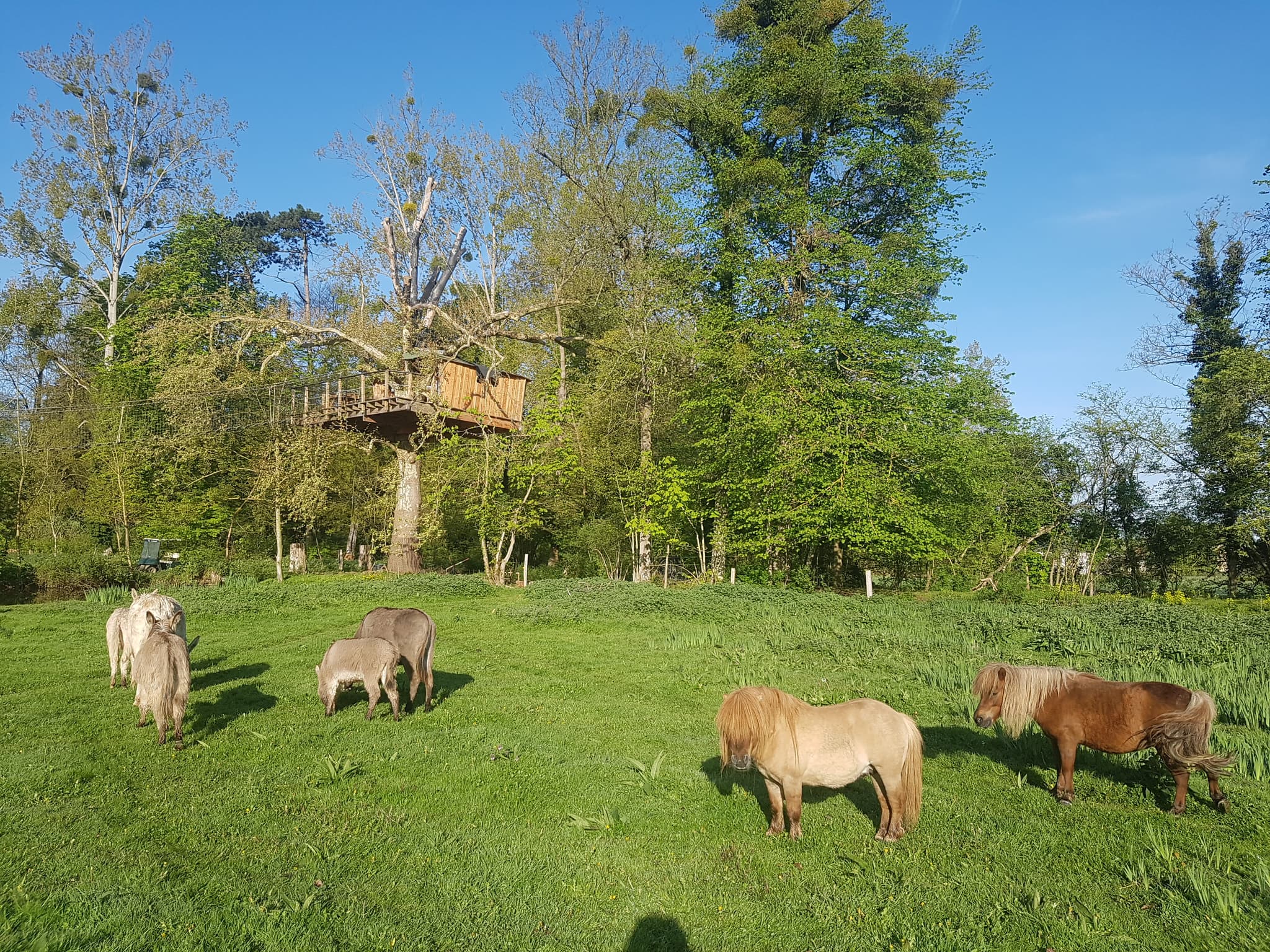cabane avec les animaux